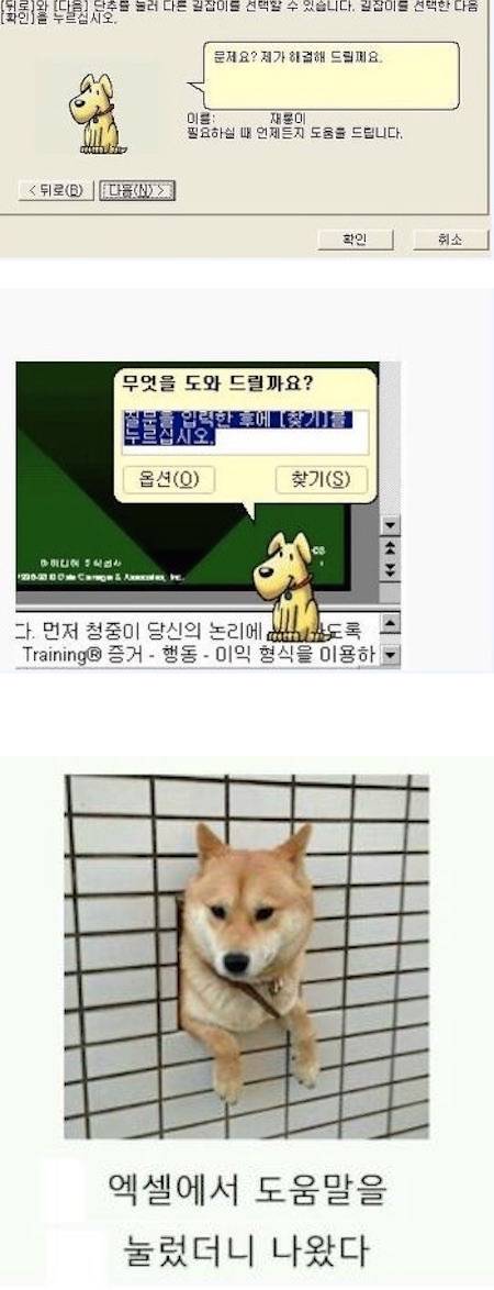 세상에서 가장 쓸모없는 강아지