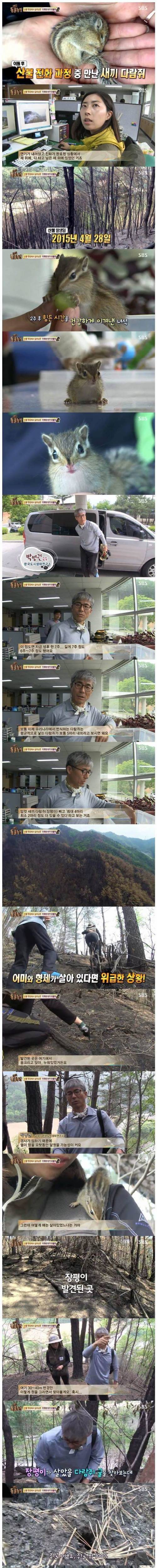 산불 현장에서 살아남은 아기 다람쥐