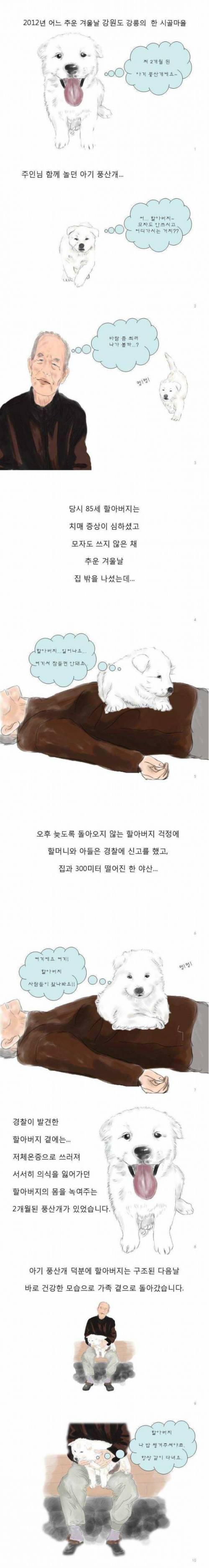 치매 할아버지를 구한 아기 풍산개