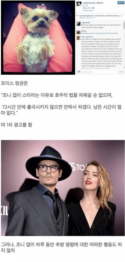 호주에서 난리난 조니뎁의 애완견 사건.jpg