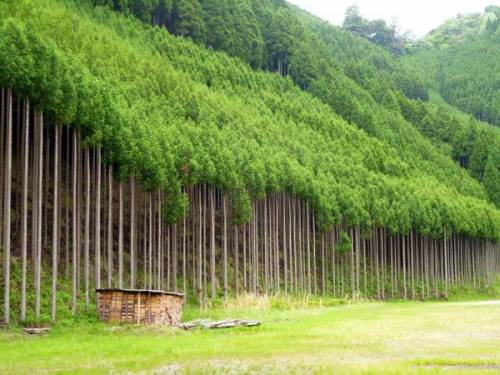 신기하게 생긴 일본 나무.jpg