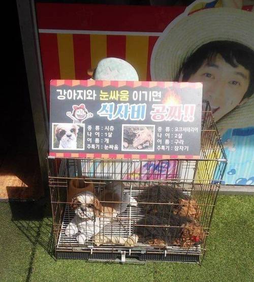 강아지랑 눈싸움해서 이기면 식사비 공짜!.jpg