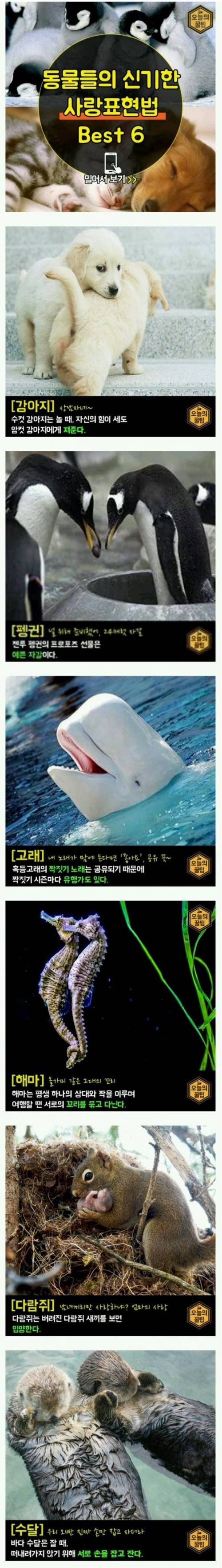 동물들의 사랑 표현법