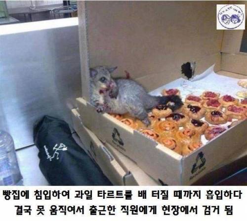 호주의 귀여운 도둑.jpg