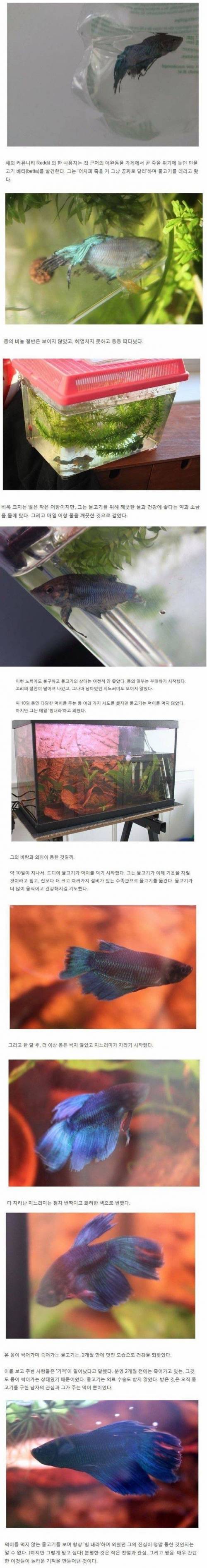 죽어가는 물고기를 살린 기적