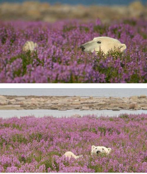 태어나서 처음 꽃밭을 본 북극곰.jpg