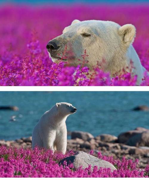 태어나서 처음 꽃밭을 본 북극곰.jpg