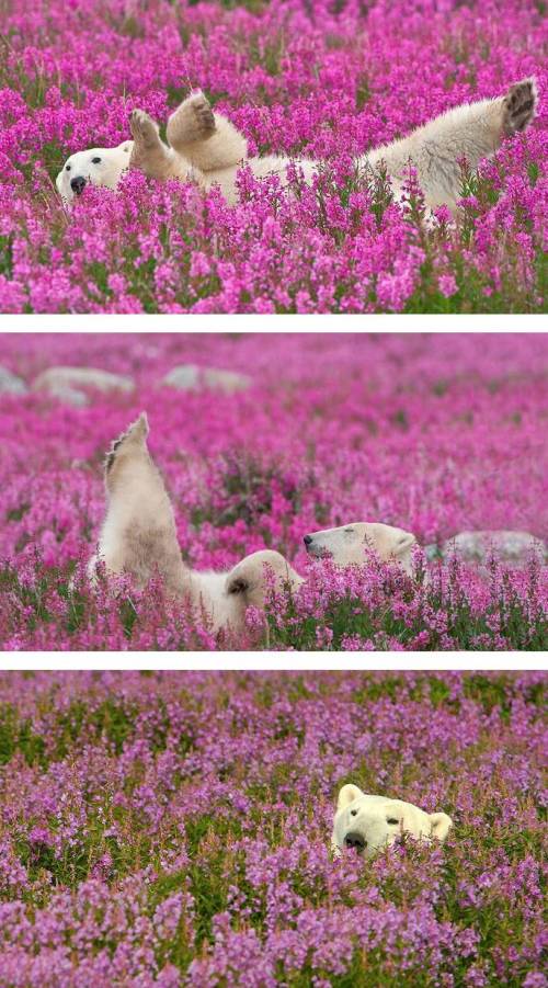 태어나서 처음 꽃밭을 본 북극곰.jpg