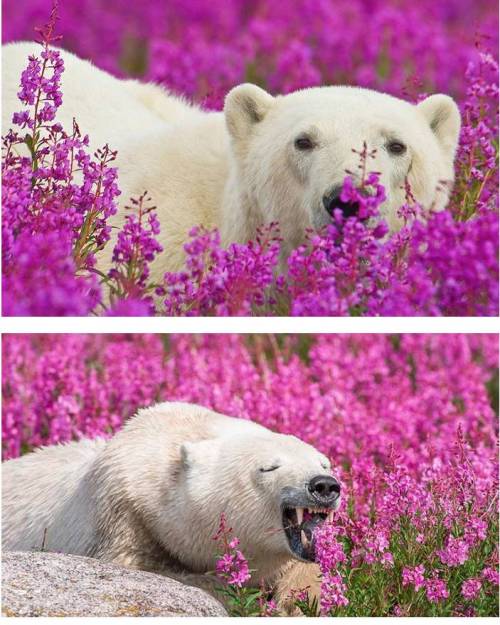 태어나서 처음 꽃밭을 본 북극곰.jpg