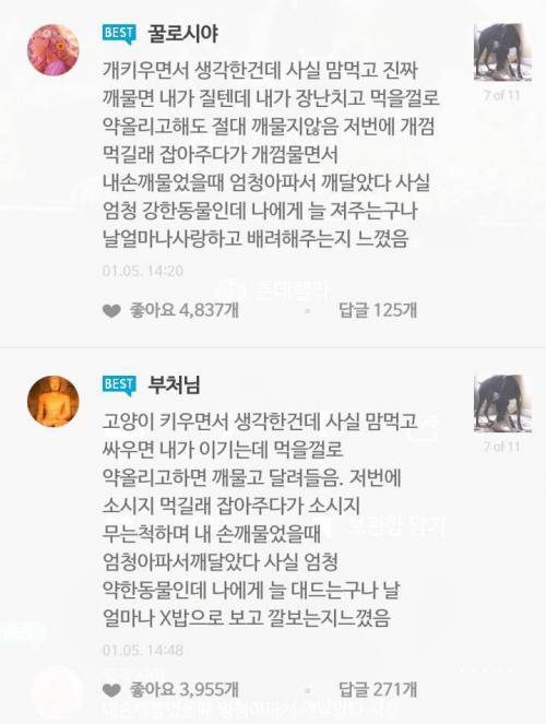 개 기르는 사람과 고양이 기르는 사람의 차이