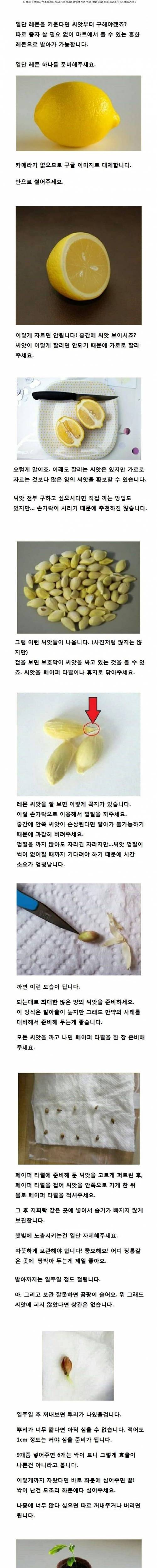 집에서 레몬 키우기.jpg