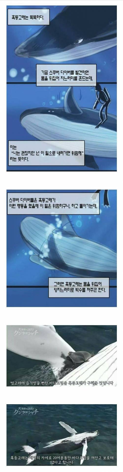 흑동고래는 차캤습니다.jpg