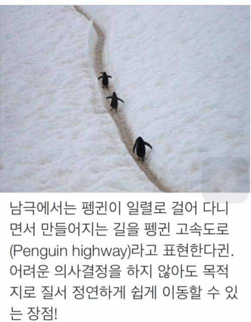 펭귄이 만든 고속도로.jpg