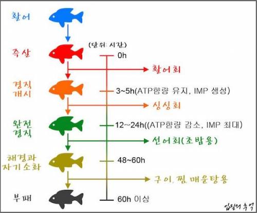 생선회 숙성 단계.jpg