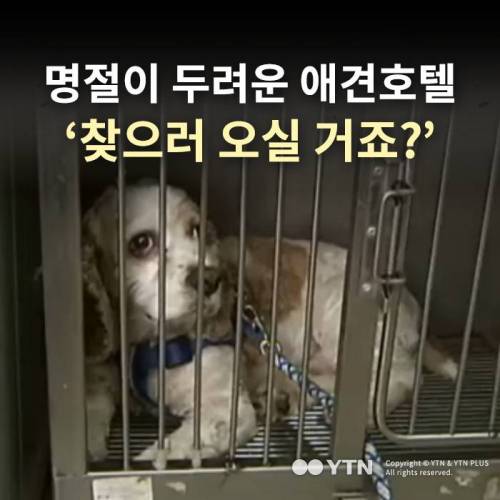 명절이 두려운 애견호텔.jpg