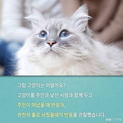 고양이, 정말 집에 혼자 둬도괜찮을까?.jpgif