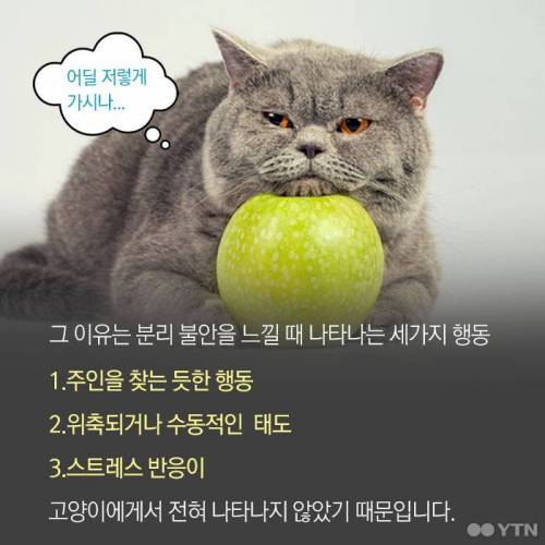 고양이, 정말 집에 혼자 둬도괜찮을까?.jpgif