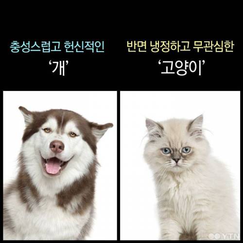 고양이, 정말 집에 혼자 둬도괜찮을까?.jpgif