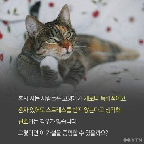 고양이, 정말 집에 혼자 둬도괜찮을까?.jpgif