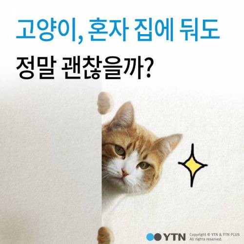 고양이, 정말 집에 혼자 둬도괜찮을까?.jpgif