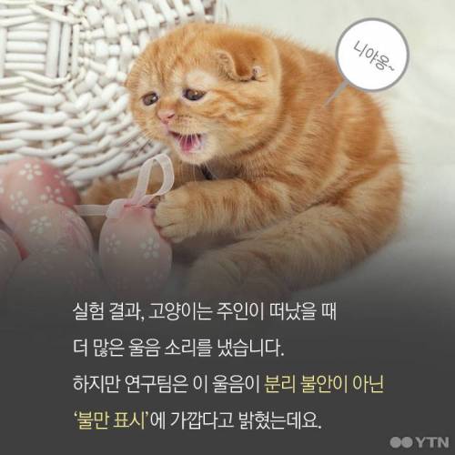 고양이, 정말 집에 혼자 둬도괜찮을까?.jpgif