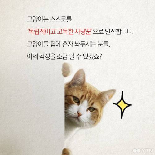 고양이, 정말 집에 혼자 둬도괜찮을까?.jpgif