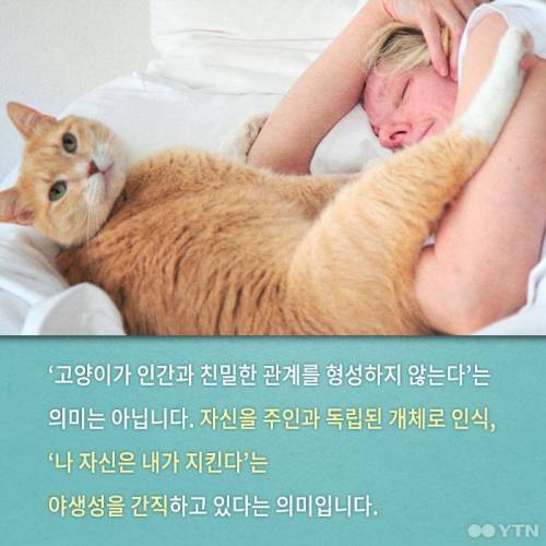 고양이, 정말 집에 혼자 둬도괜찮을까?.jpgif