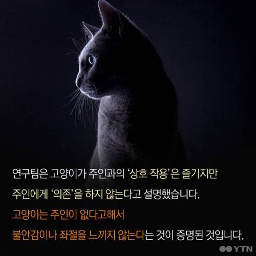 고양이, 정말 집에 혼자 둬도괜찮을까?.jpgif