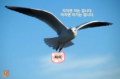 동물들과 함께 하는 스타들의 명언 10가지