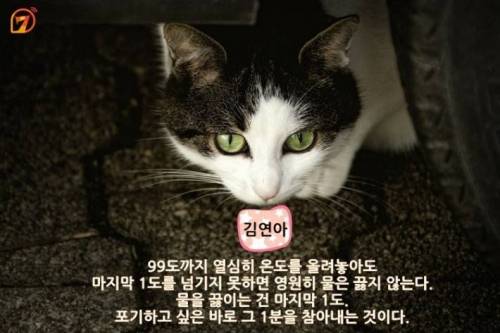 동물들과 함께 하는 스타들의 명언 10가지