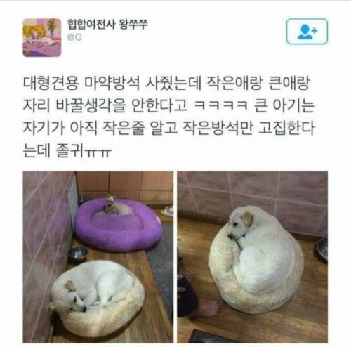 강아지가 넘 커져서 마약방석을 새로 사줬는데