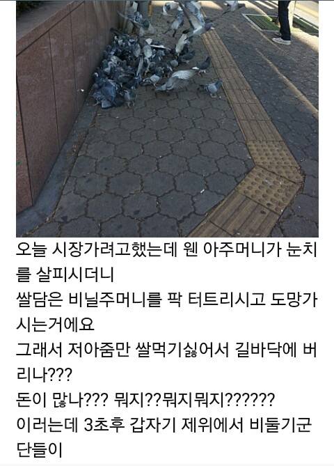 피죤맘.jpg