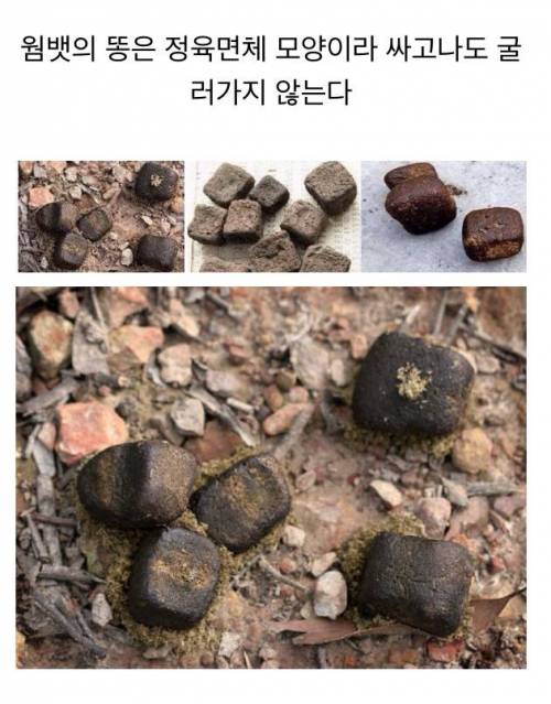 [응가주의]네모 똥을 싼다는 웜뱃의 실제 똥 사진