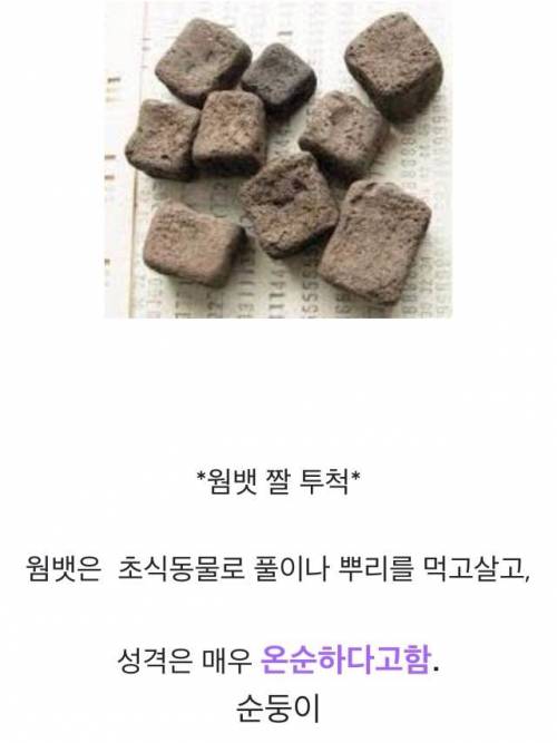 [응가주의]네모 똥을 싼다는 웜뱃의 실제 똥 사진