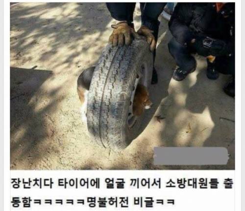 사람들이 비글에게 열광하는 이유