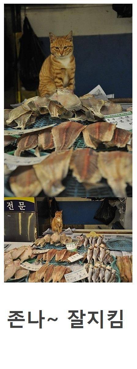 고양이에게 생선을 맡기면.jpg