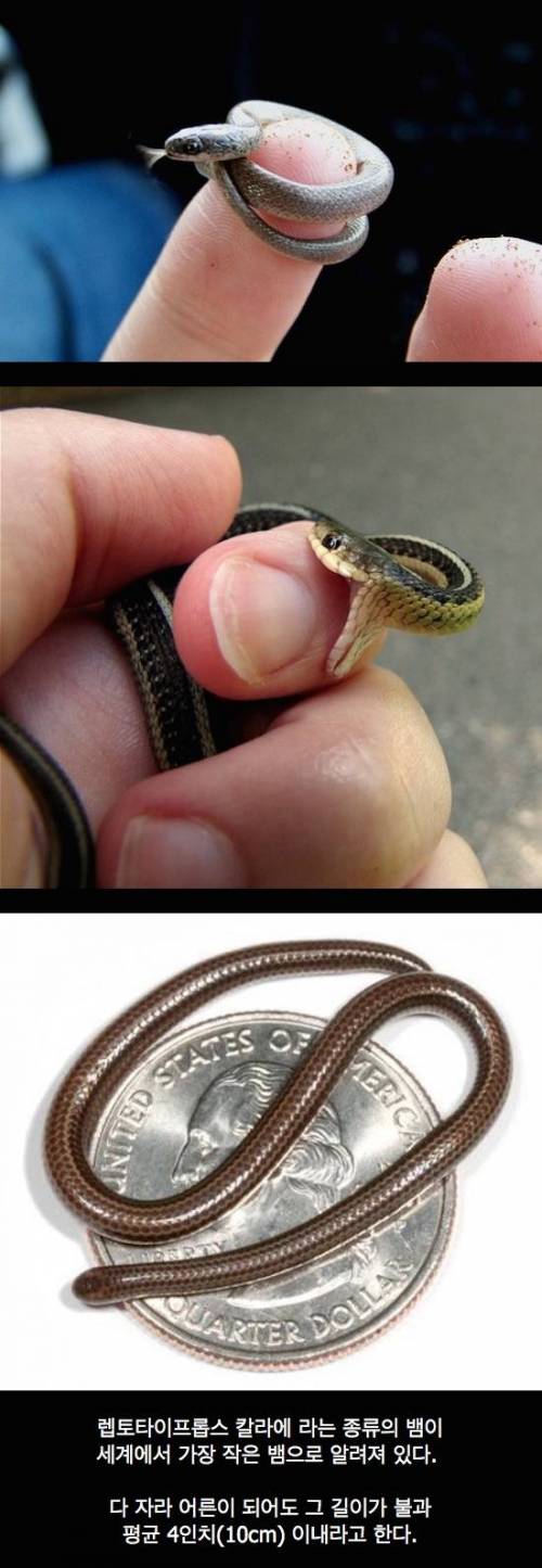 세상에서 가장 작은 뱀.jpg