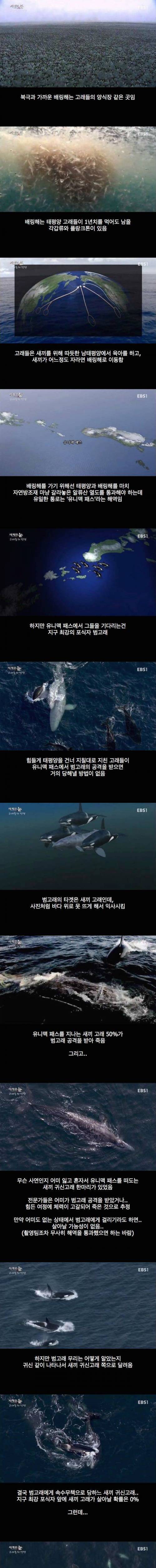 바다의 슈퍼 히어로.jpg