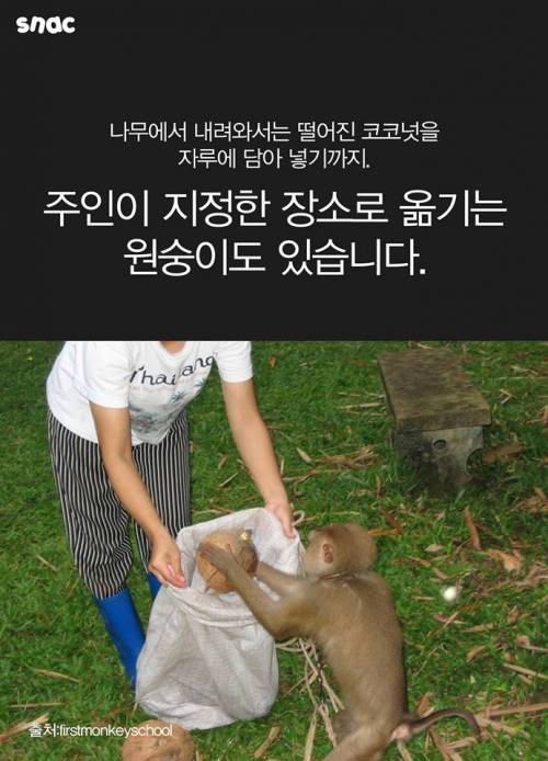 코코넛 워터 때문에 혹사 당하는 원숭이