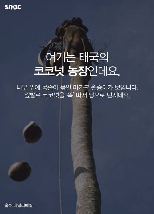 코코넛 워터 때문에 혹사 당하는 원숭이