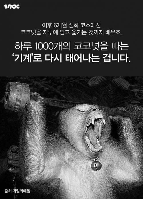 코코넛 워터 때문에 혹사 당하는 원숭이