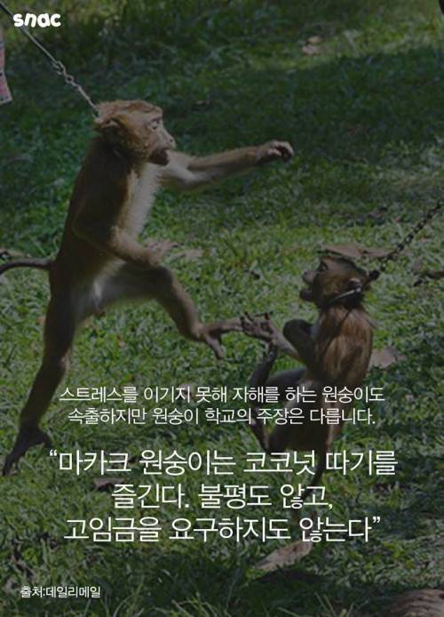 코코넛 워터 때문에 혹사 당하는 원숭이