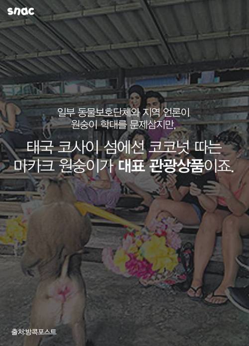 코코넛 워터 때문에 혹사 당하는 원숭이