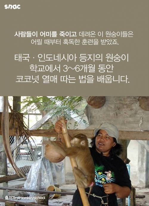 코코넛 워터 때문에 혹사 당하는 원숭이