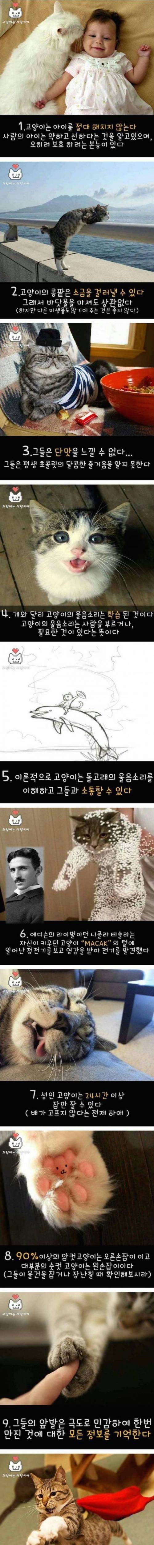 고양이의 진실 15가지.jpg