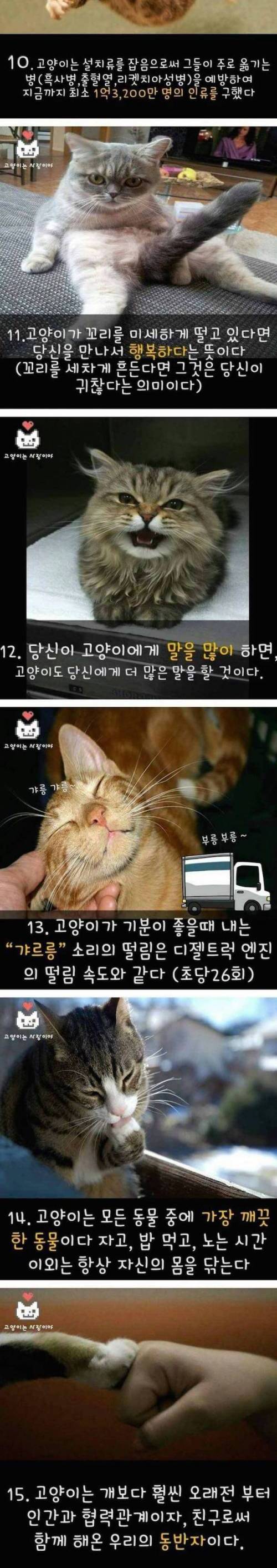 고양이의 진실 15가지.jpg