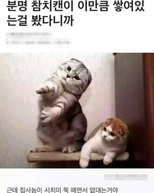 내말좀 들어보라냥!!