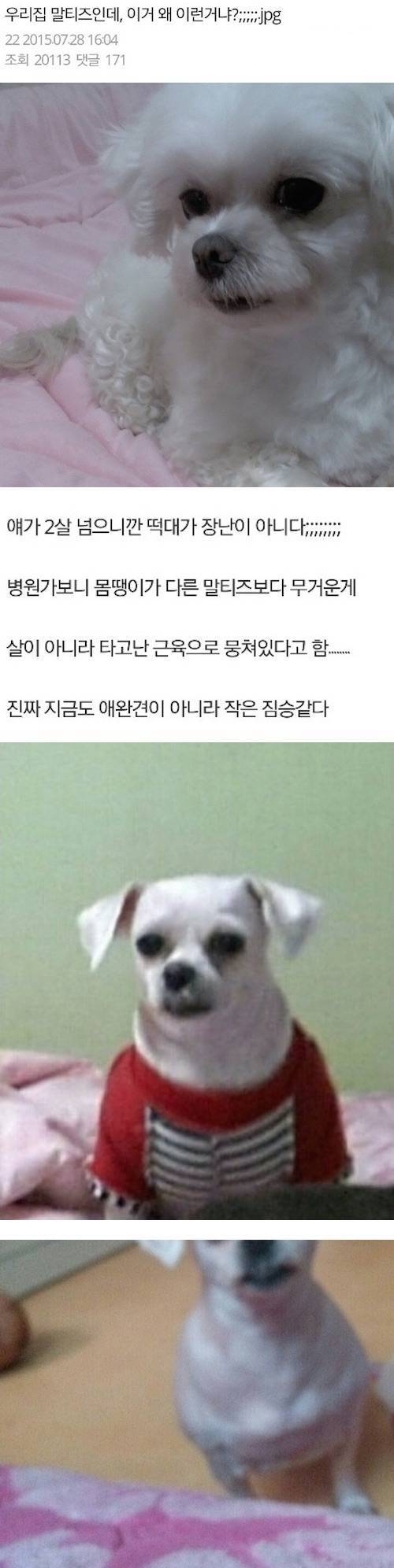 말티즈의 성장.jpg