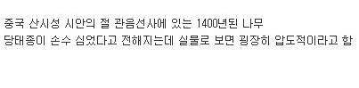 1400년된 은행나무.jpg