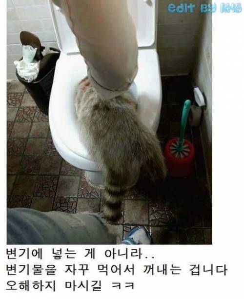 너구리카페의 일상.jpg